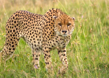 दक्षिण अफ्रिका भारतात पाठवणार १०० चित्ते