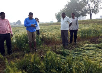 अवकाळी पावसामुळे पिकांचे मोठे नुकसान