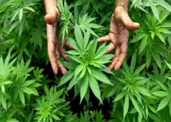 The story of Cannabis Farming गांजा शेतीची स्टोरी… no1maharashtra #Special Report