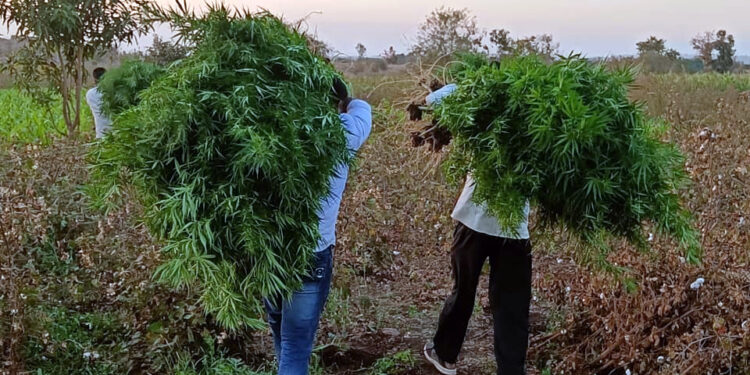 The story of Cannabis Farming गांजा शेतीची स्टोरी… no1maharashtra #Special Report