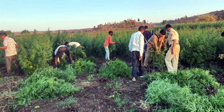 The story of Cannabis Farming गांजा शेतीची स्टोरी… no1maharashtra #Special Report