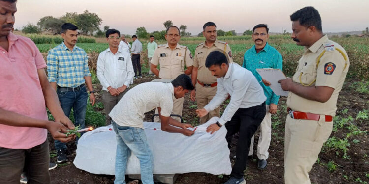 The story of Cannabis Farming गांजा शेतीची स्टोरी… no1maharashtra #Special Report