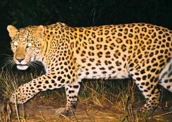 leopard fell into the well शेतकरी पहाटे उठला आणि त्याने बिबट्याची डरकाळी ऐकली