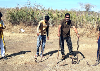 सर्पमित्रांमुळे माणसांसह सापांनाही जीवनदान!