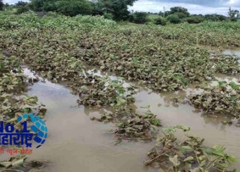 Cabinet decision शेतकऱ्यांसाठी खुशखबर! राज्य सरकारने घेतला एक मोठा निर्णय