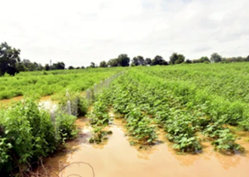 Relief for farmers शेतकऱ्यांना दिलासा! अवकाळी पावसाच्या नुकसान भरपाईसाठी १७७ कोटी
