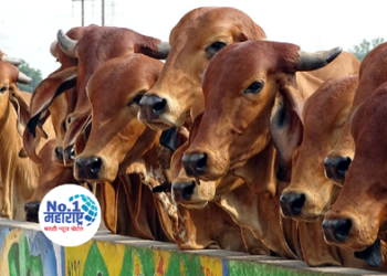 उन्हाळ्यात जनावरांची काळजी कशी घ्याल?