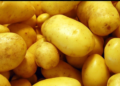 La bonnotte potato अबब! तब्बल ५० हजार रुपये किलो बटाटे!