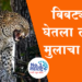 leopard attack बिबट्याने घेतला नऊ वर्षाच्या मुलाचा बळी
