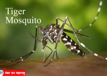 Tiger Mosquito डेंग्यू डासांची अंडी वर्षभर पाण्याशिवाय राहू शकतात, वर्षभरानंतर पाणी उपलब्ध होताच पुन्हा डासांची उत्पत्ती होते, खबरदारी घ्यावी