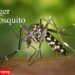 Tiger Mosquito डेंग्यू डासांची अंडी वर्षभर पाण्याशिवाय राहू शकतात, वर्षभरानंतर पाणी उपलब्ध होताच पुन्हा डासांची उत्पत्ती होते, खबरदारी घ्यावी
