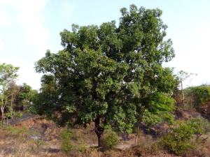 mahu tree in satpura forest