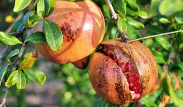 Fruit Crop Insurance Scheme साडेसहा हजारात मिळवा एक लाख तीस हजाराचे विमा संरक्षण