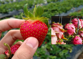 shetkari yojana शेतात विदेशी फळे, फुले पिकवा आणि लाखांपर्यंत अनुदान मिळवा