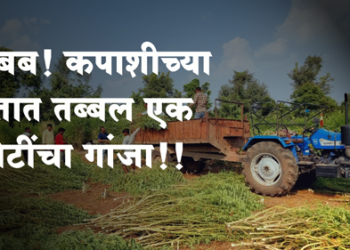 Dhule Crime बापरे! कपाशीच्या शेतात तब्बल एक कोटींचा गांजा!!