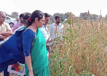 Nandurbar News जिल्हाधिकारी मनीषा खत्री शेतकऱ्यांच्या बांधावर