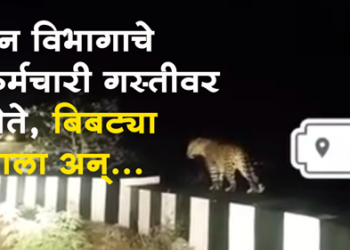 Leapard News पाल अभयारण्यात वावरणारा बिबट्या झाला कॅमेरात कैद