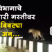 Leapard News पाल अभयारण्यात वावरणारा बिबट्या झाला कॅमेरात कैद