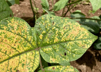 Mosaic disease on soybean सोयाबीनवरील मोझेंक रोगाचे नियंत्रण कसे कराल?