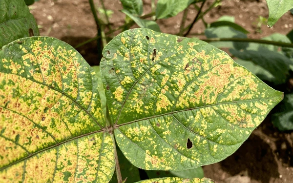 Mosaic disease on soybean सोयाबीनवरील मोझेंक रोगाचे नियंत्रण कसे कराल?