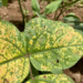Mosaic disease on soybean सोयाबीनवरील मोझेंक रोगाचे नियंत्रण कसे कराल?
