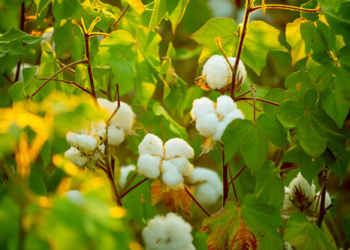 Management of Insects in Cotton कपाशीवरील किडींचे एकात्मिक व्यवस्थापन
